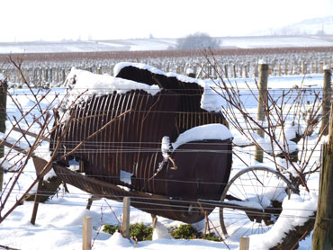 La vigne en hiver sous la neige