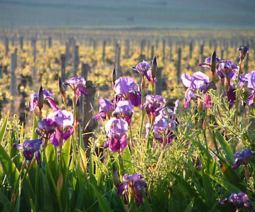 fleurs d'iris dans les vignes au printemps